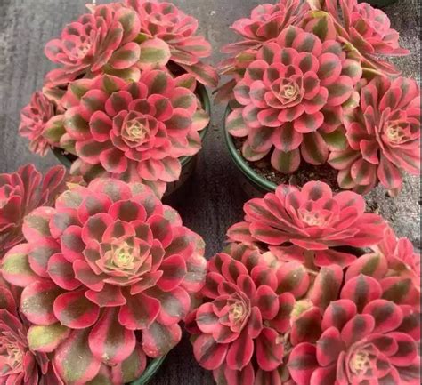 Create a Magical Landscape with the Aeonium Pink Witch, Now In Stock